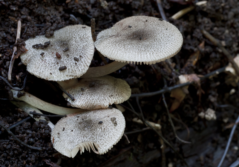 Pluteus hispidulus